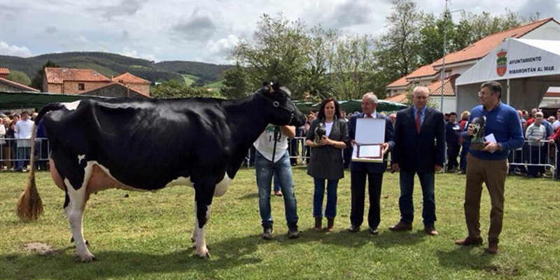 Llinde Ariel Jordan, de la ganadera S.A.T. Ceceo, Vaca Gran Campeona del Concurso de Ganado Frisn de Galizano 2018