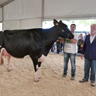 Llinde Ariel Jordan, Vaca Gran Campeona del Concurso de Raza Frisona de Treceo 2018