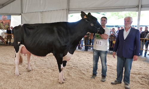 Llinde Ariel Jordan, Vaca Gran Campeona del Concurso de Raza Frisona de...