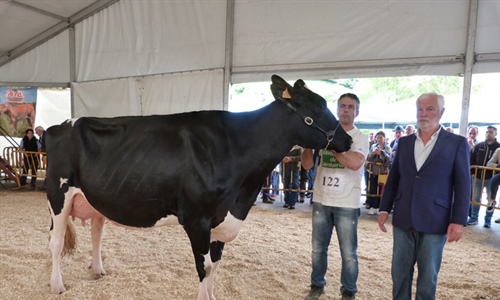 Llinde Ariel Jordan, Vaca Gran Campeona del Concurso de Raza Frisona de...