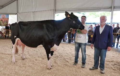 Llinde Ariel Jordan, Vaca Gran Campeona del Concurso de Raza Frisona de...