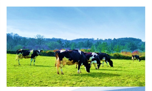 Informe de Coyuntura del Sector Vacuno de Leche  Junio 2018