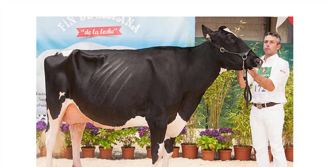 Llinde Ariel Jordan, de SAT Cece�o, Vaca Gran Campeona de Cantabria 2018