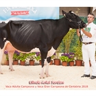 Llinde Ariel Jordan, de SAT Ceceo, Vaca Gran Campeona de Cantabria 2018