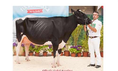 Llinde Ariel Jordan, de SAT Ceceo, Vaca Gran Campeona de Cantabria 2018