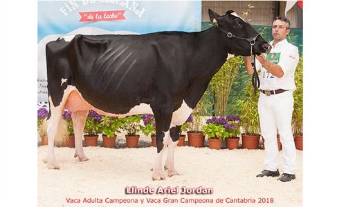 Llinde Ariel Jordan, de SAT Ceceo, Vaca Gran Campeona de Cantabria 2018