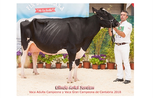 Llinde Ariel Jordan, de SAT Ceceo, Vaca Gran Campeona de Cantabria 2018