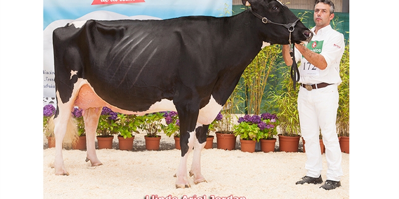 Llinde Ariel Jordan, de SAT Ceceño, Vaca Gran Campeona de Cantabria 2018