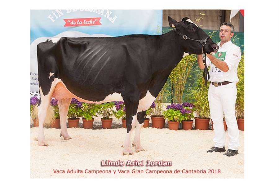 Llinde Ariel Jordan, de SAT Ceceño, Vaca Gran Campeona de Cantabria 2018