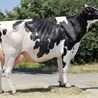 Manteiga Shottle Luna, Vaca Gran Campeona en Laln