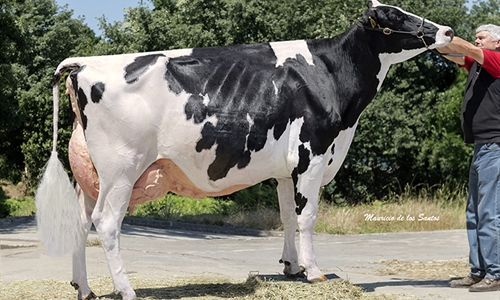 Manteiga Shottle Luna, Vaca Gran Campeona en Laln