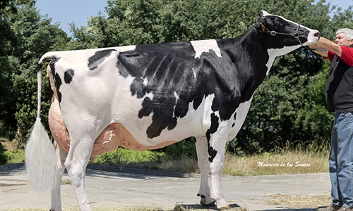 Manteiga Shottle Luna, Vaca Gran Campeona en Laln
