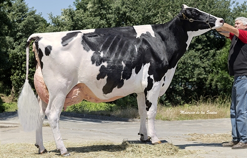 Manteiga Shottle Luna, Vaca Gran Campeona en Laln