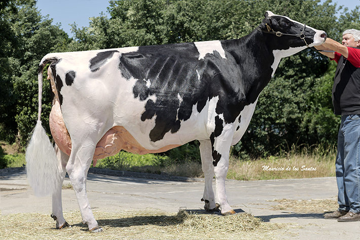 Manteiga Shottle Luna, Vaca Gran Campeona en Laln