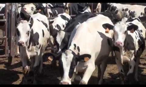 Vdeo: Visita la Ganadera Zabala y Torrecilla en Oteiza (Navarra)