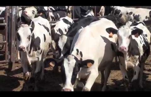 Vdeo: Visita la Ganadera Zabala y Torrecilla en Oteiza (Navarra)