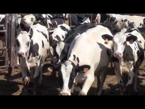 Vdeo: Visita la Ganadera Zabala y Torrecilla en Oteiza (Navarra)