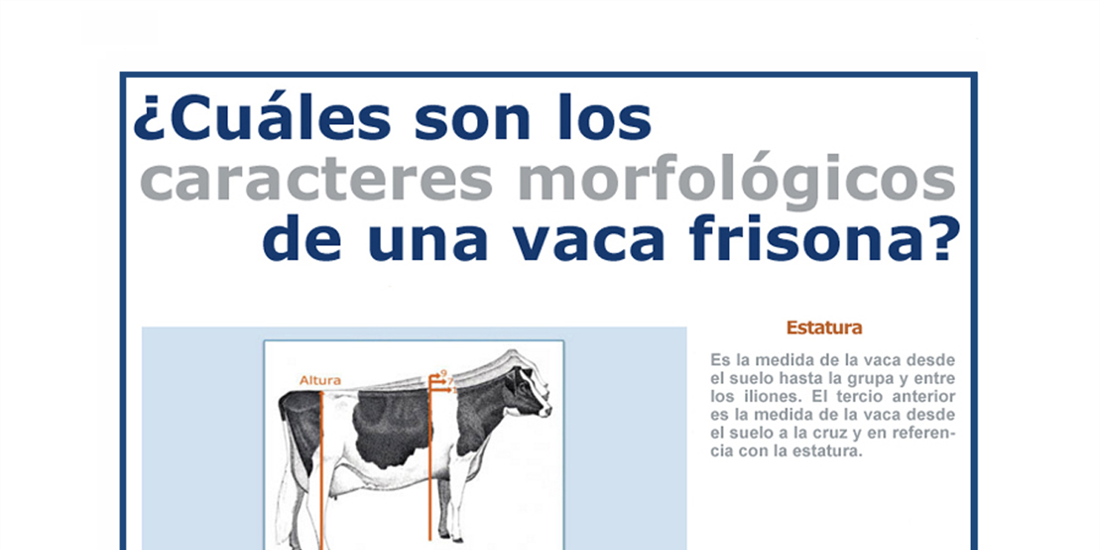 Infografa CONAFE: Cmo se califica una vaca frisona o holstein?