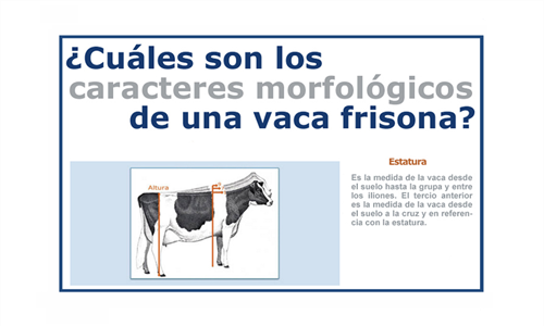 Infografa CONAFE: Cmo se califica una vaca frisona o holstein?
