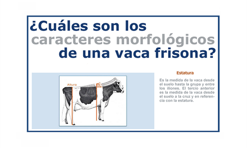 Infografa CONAFE: Cmo se califica una vaca frisona o holstein?