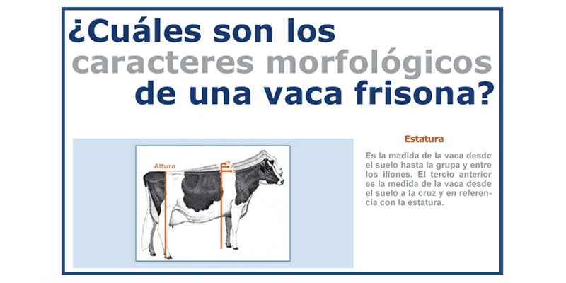 Infografa CONAFE: Cmo se califica una vaca frisona o holstein?