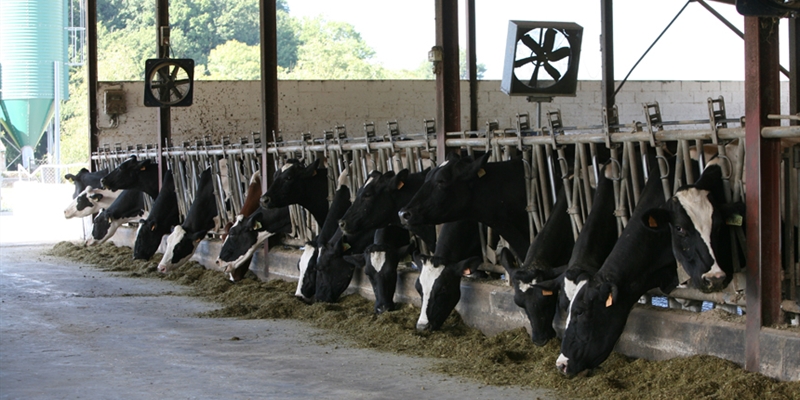 Nestl, Lactalis y Danone, las tres empresas de lcteos ms grandes del mundo segn 'Global Dairy Top 20'