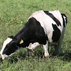 MAPA: La nueva PAC no pasa por volver a las cuotas lácteas sino por el empoderamiento de los productores