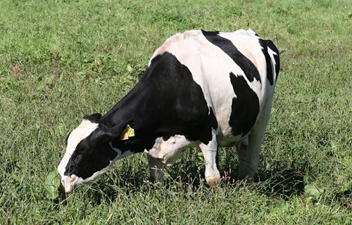 MAPA: La nueva PAC no pasa por volver a las cuotas lácteas sino por el...