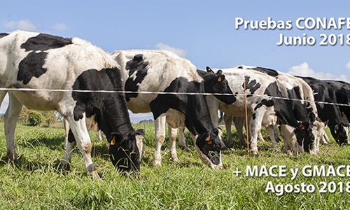 Nuevas pruebas CONAFE Junio 2018 + MACE y GMACE Agosto 2018