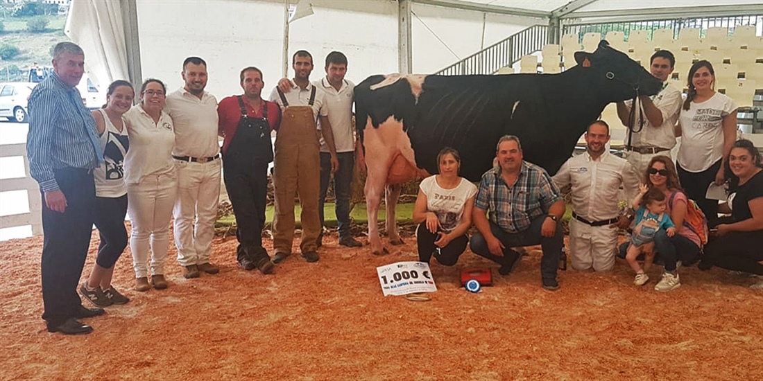 Venturo Yorick Zambra, Vaca Gran Campeona del Concurso de Raza Frisona...