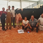 Venturo Yorick Zambra, Vaca Gran Campeona del Concurso de Raza Frisona de Tineo