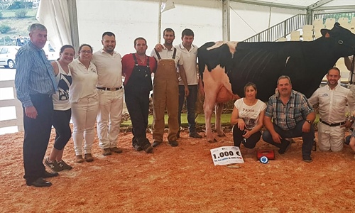 Venturo Yorick Zambra, Vaca Gran Campeona del Concurso de Raza Frisona...