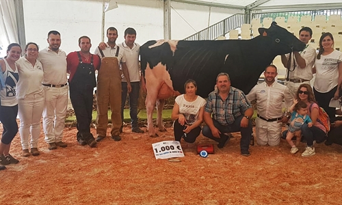 Venturo Yorick Zambra, Vaca Gran Campeona del Concurso de Raza Frisona...