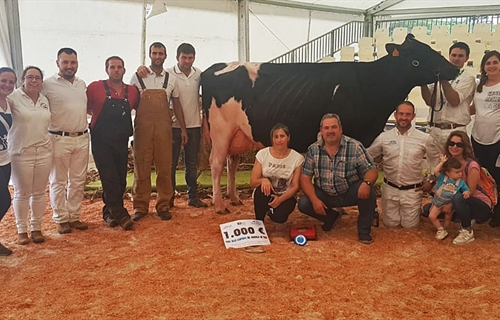 Venturo Yorick Zambra, Vaca Gran Campeona del Concurso de Raza Frisona...