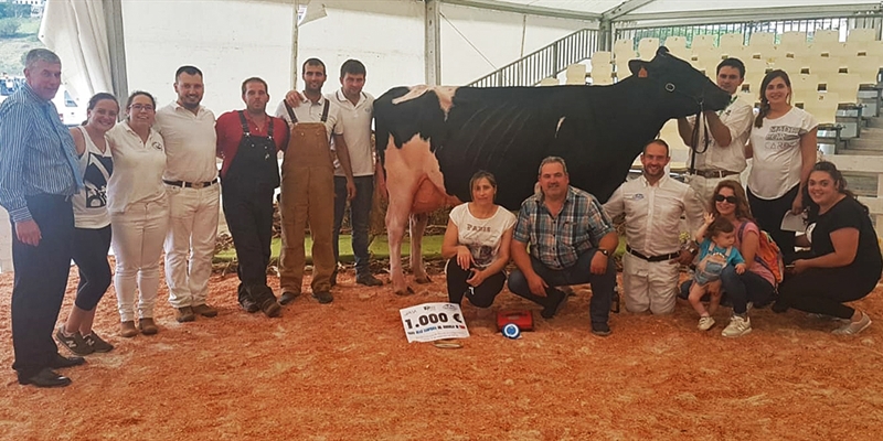 Venturo Yorick Zambra, Vaca Gran Campeona del Concurso de Raza Frisona de Tineo