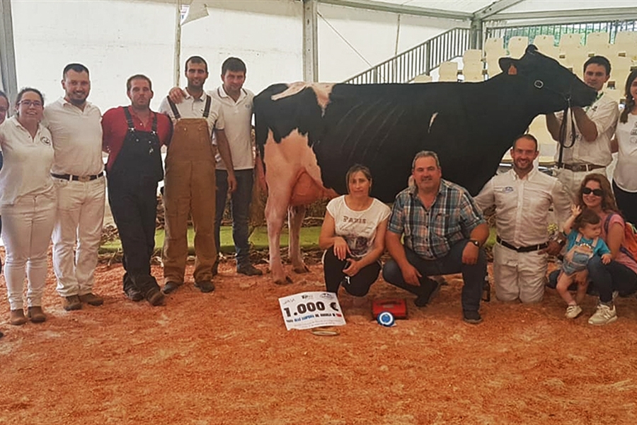 Venturo Yorick Zambra, Vaca Gran Campeona del Concurso de Raza Frisona...