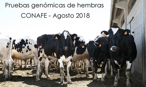 Pruebas genómicas de Hembras CONAFE Agosto 2018