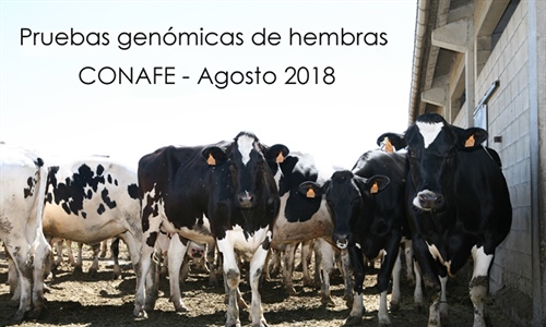 Pruebas genmicas de Hembras CONAFE Agosto 2018