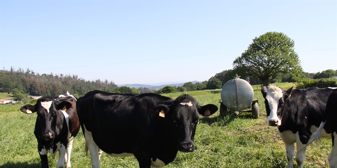 "La leche en origen tiene que subir para salvar al sector" alertan...