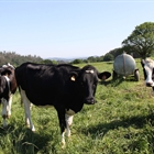 "La leche en origen tiene que subir para salvar al sector" alertan desde la UPA