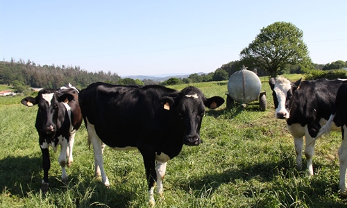 "La leche en origen tiene que subir para salvar al sector" alertan...