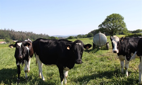 "La leche en origen tiene que subir para salvar al sector" alertan...