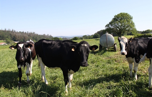 "La leche en origen tiene que subir para salvar al sector" alertan...