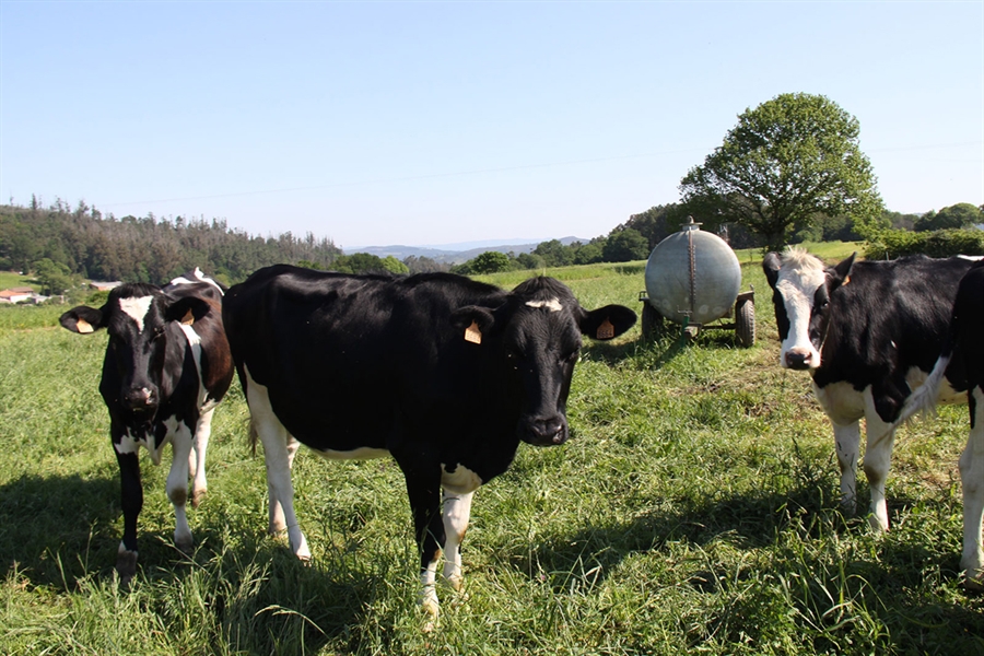 "La leche en origen tiene que subir para salvar al sector" alertan...