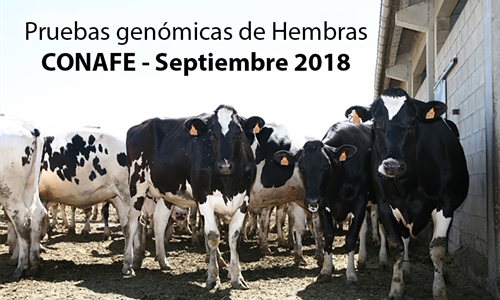 Pruebas genmicas de Hembras CONAFE  Septiembre 2018