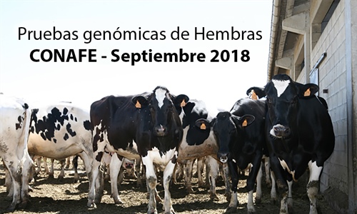 Pruebas genmicas de Hembras CONAFE  Septiembre 2018