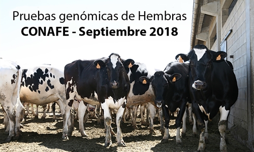 Pruebas genómicas de Hembras CONAFE  Septiembre 2018