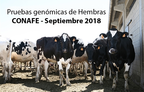 Pruebas genómicas de Hembras CONAFE  Septiembre 2018