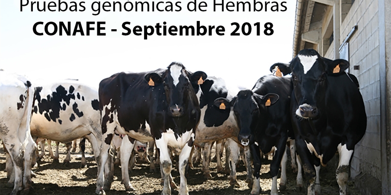 Pruebas genmicas de Hembras CONAFE  Septiembre 2018