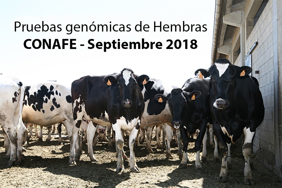 Pruebas genmicas de Hembras CONAFE  Septiembre 2018